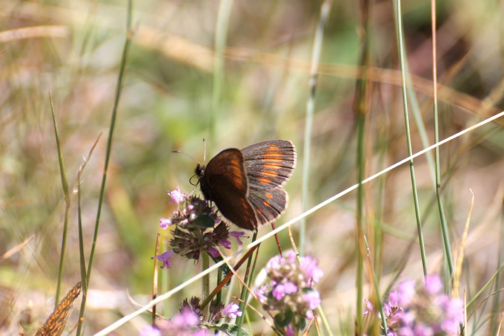 Erebia pharte? S